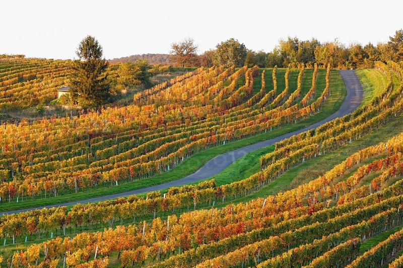 Autumnal vineyards