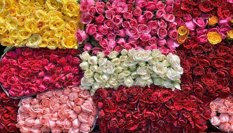 Freshly cut roses in various colours