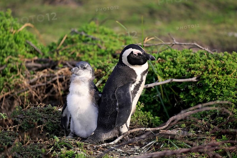 Jackass Penguins or African Penguins (Spheniscus demersus)