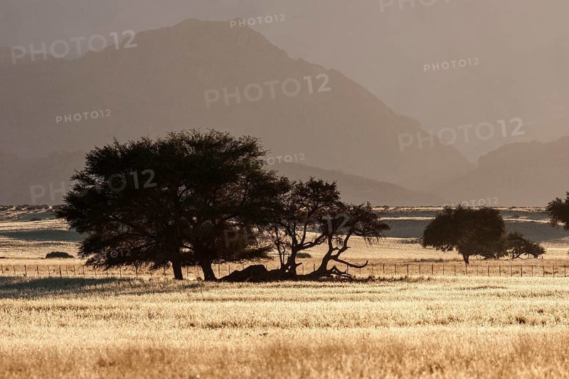 Camel Thorn trees (Vachellia erioloba) in grasslands