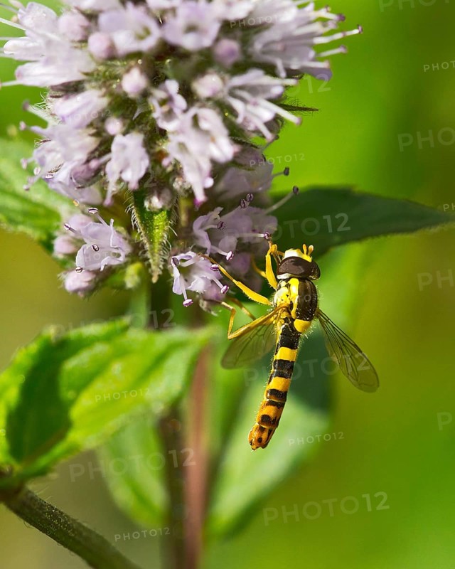 Long hoverfly (Sphaerophoria scripta)