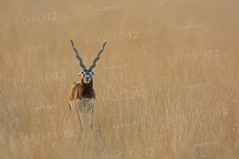 Blackbuck (Antilope cervicapra)