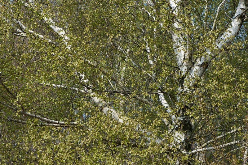 Birch trees (Betula pendula)