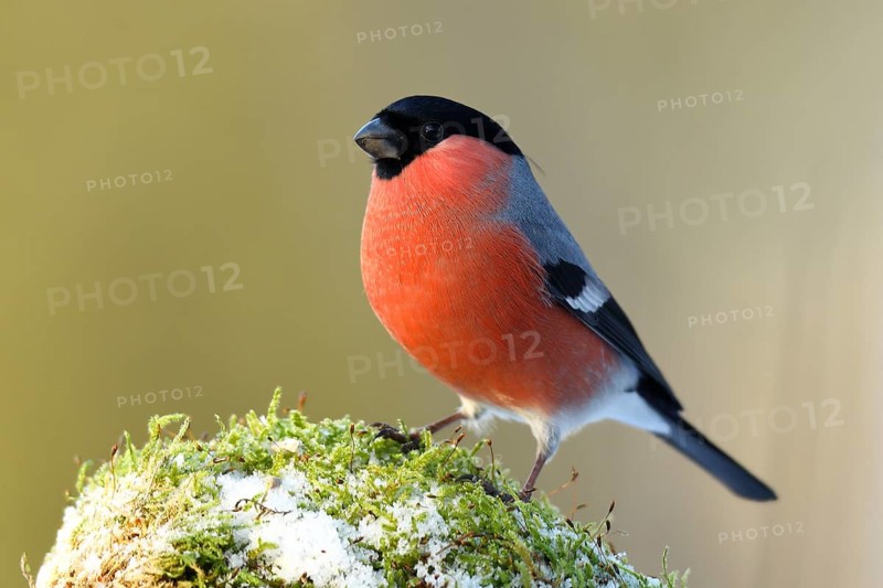 Eurasian bullfinch or (Pyrrhula pyrrhula)