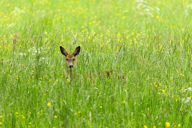 European roe deer (Capreolus capreolus)