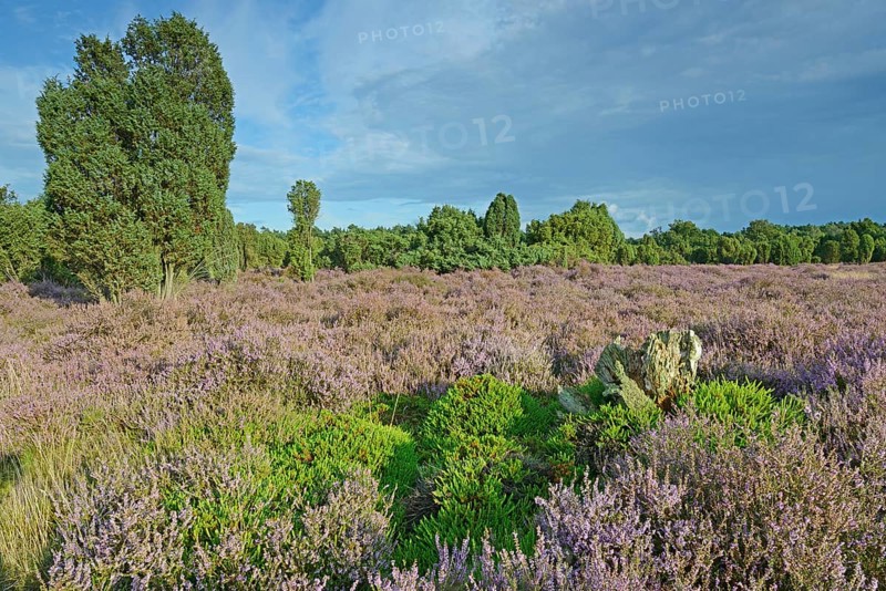 Heather in bloom in a juniper grove