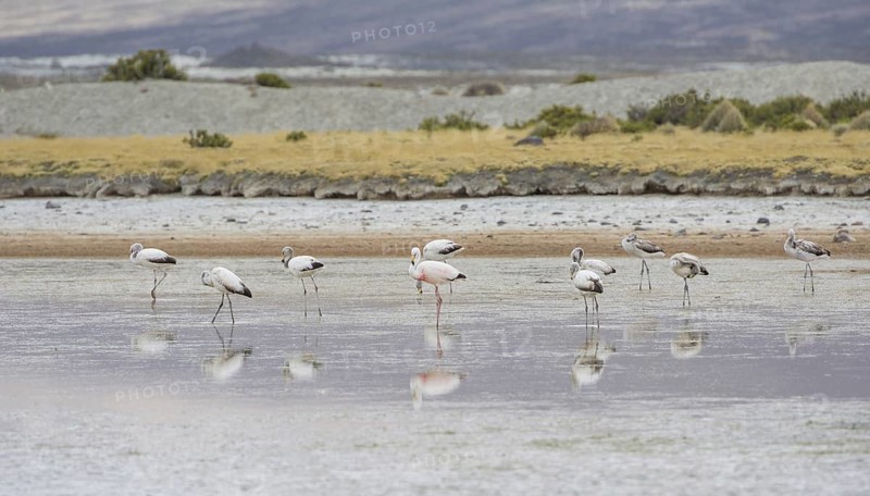 James's flamingo (Phoenicoparrus jamesi)