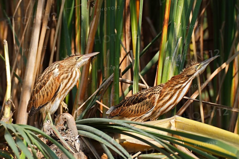 Little Bitterns (Ixobrychus minutus)