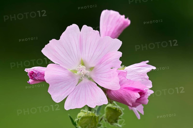 Musk Mallow (Malva moschata)