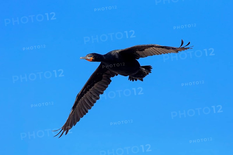 Cape Cormorant (Phalacrocorax capensis)