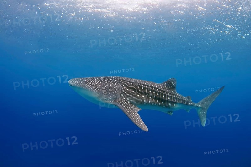 Whale Shark (Rhincodon typus)