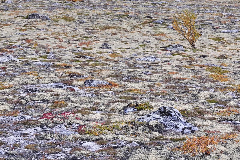 Autumn in a Fjell landscape with reindeer and a fjell birch