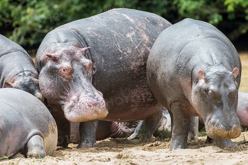 Hippopotamuses (Hippopotamus amphibius)