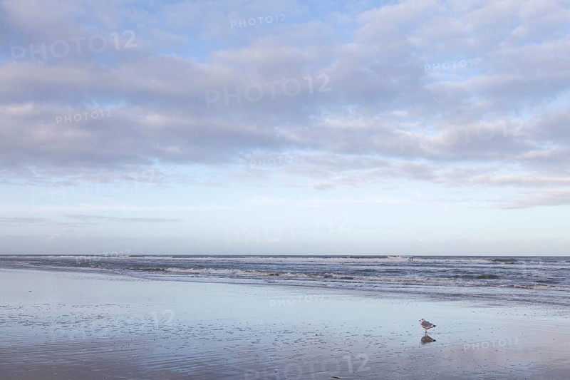 Seagull