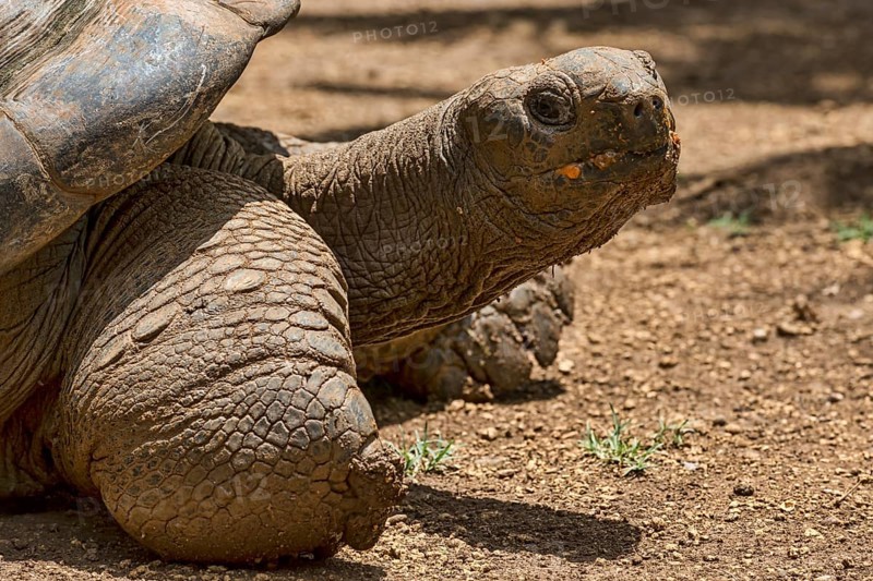Aldabra giant tortoise (Aldabrachelys gigantea)