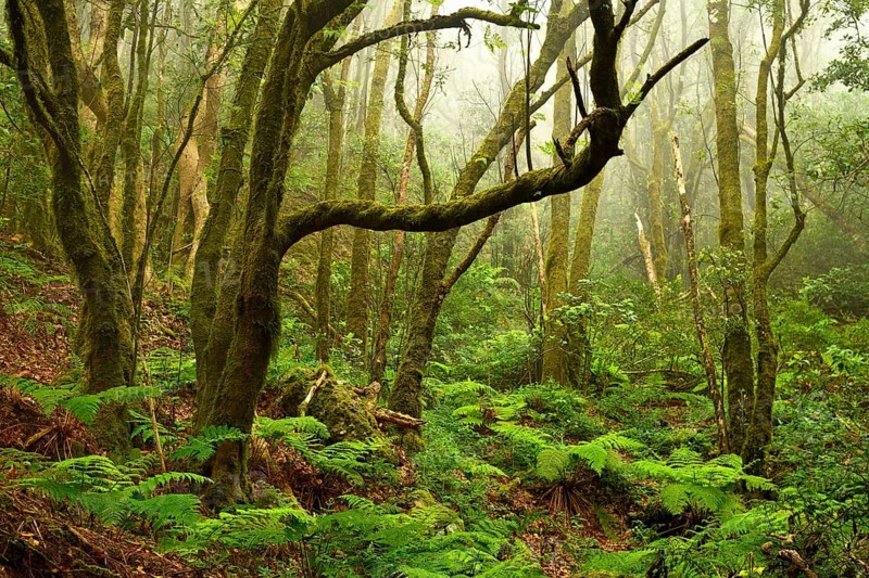 Moss covered trees in laurel forest