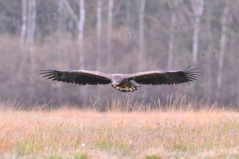 White-tailed Eagle (Haliaeetus albicilla) in flight in an autumn landscape