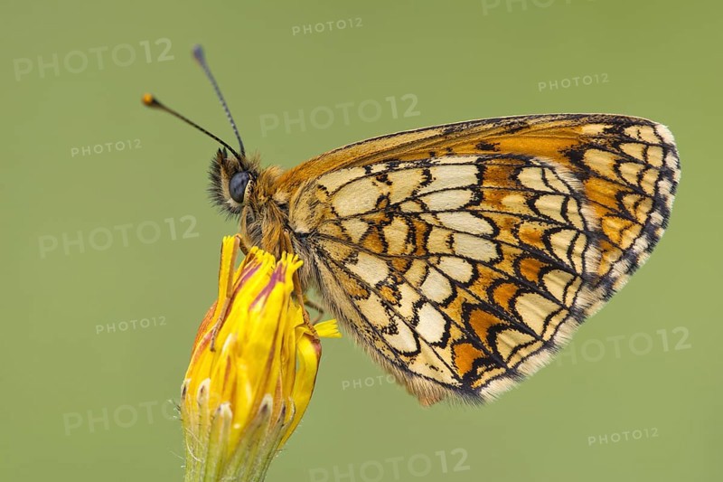 Heath Fritillary (Mellicta athalia)