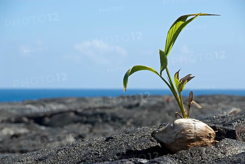 Small palm tree growing out of a coconut