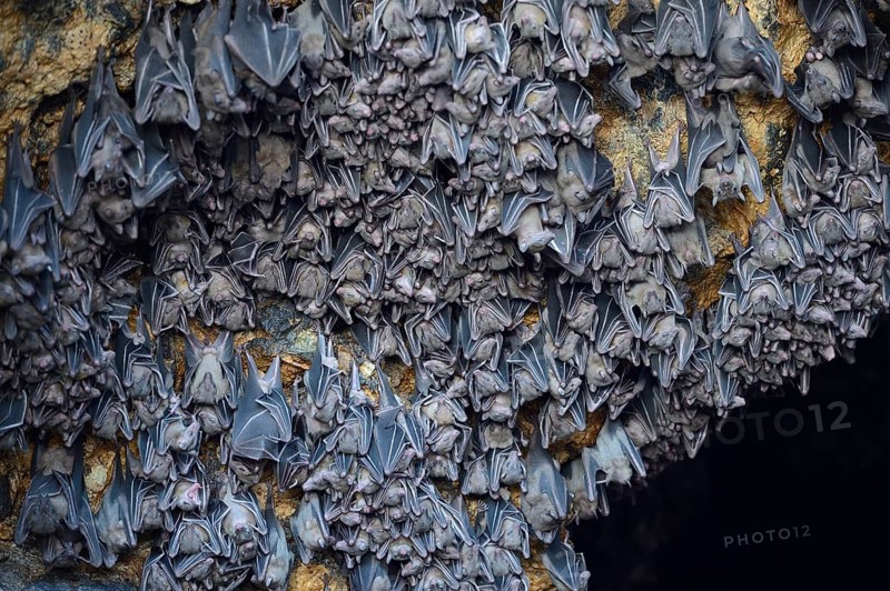 Hundreds of bats in a cave above the altar
