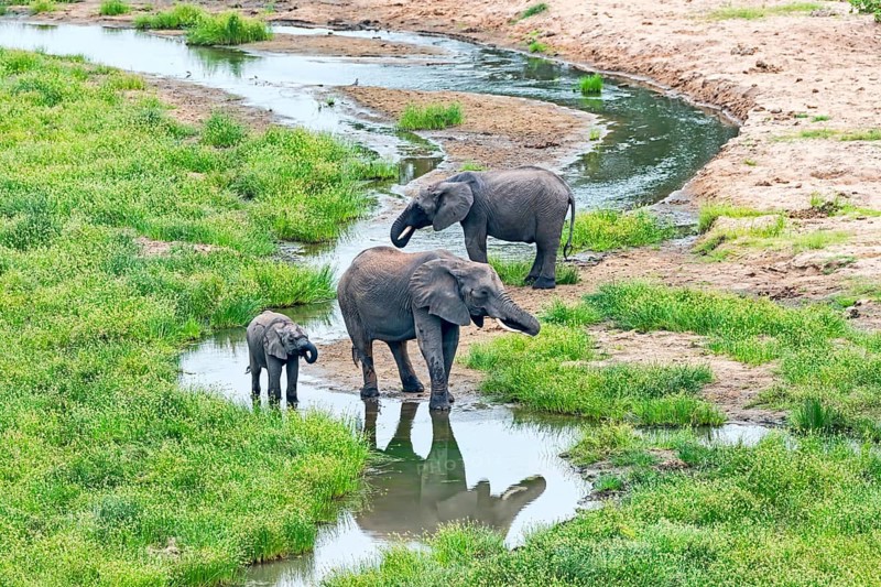 African Elephants (Loxodonta africana)