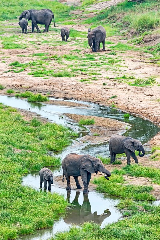 African Elephants (Loxodonta africana)
