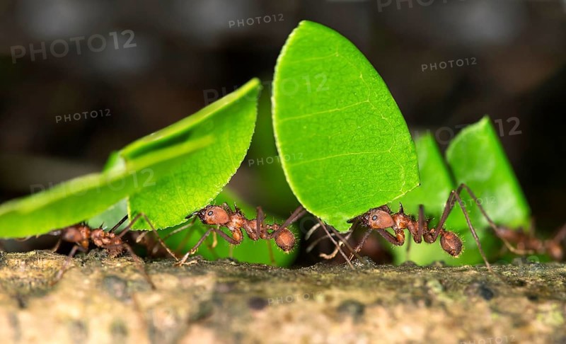 Workers of Leafcutter Ants (Atta cephalotes) carrying leaf pieces into their nest