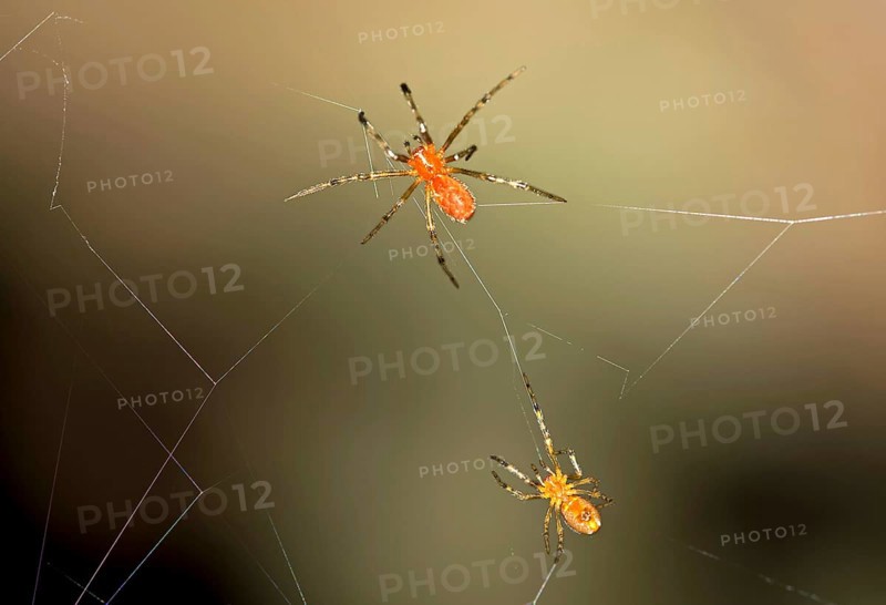 Tangle Web Spiders (Anelosimus sp.) social spiders sharing a web