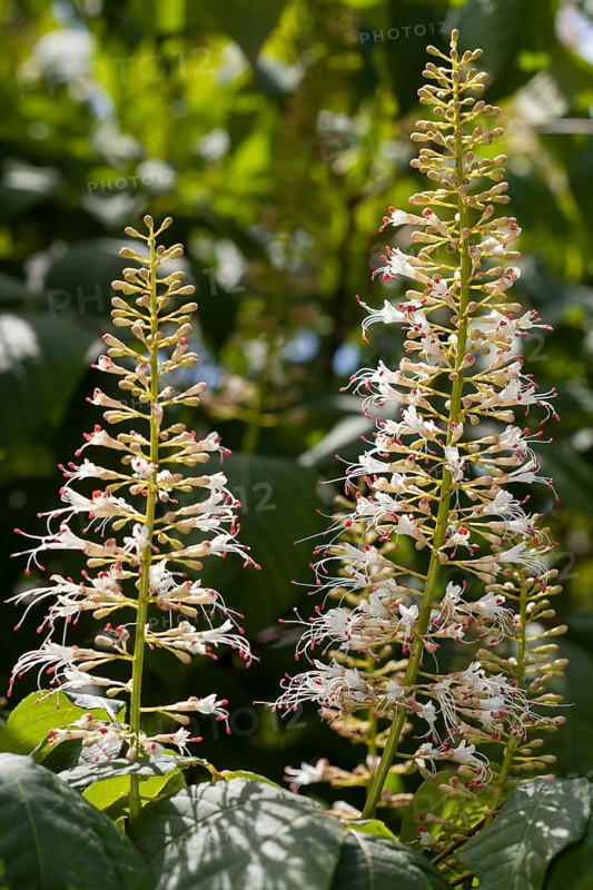 Inflorescence