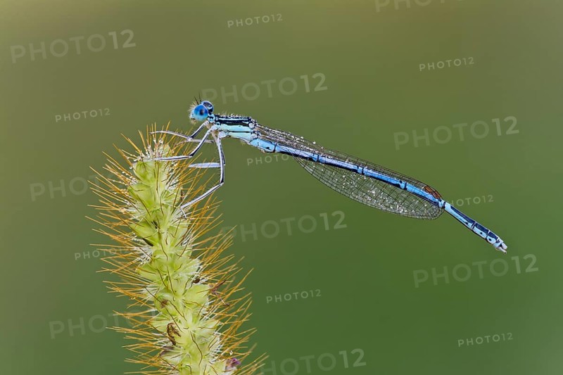 White-legged damselfly (Platycnemis pennipes)