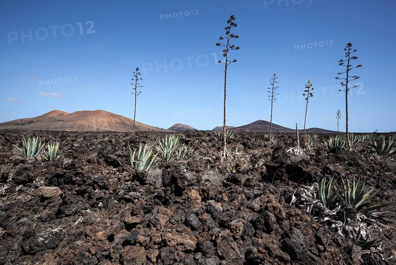 Agaves (Agave) in the lava field near Mancha Blanca