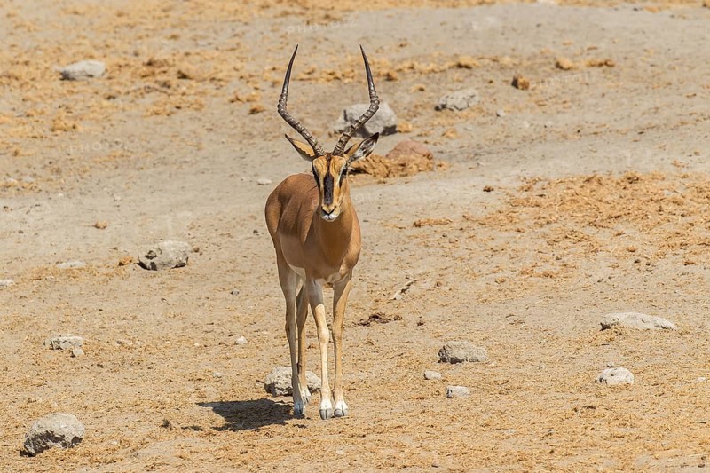 Black-faced Impala (Aepyceros melampus petersi)