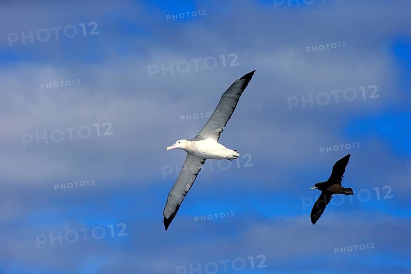 Wandering Albatross (Diomedea exulans)