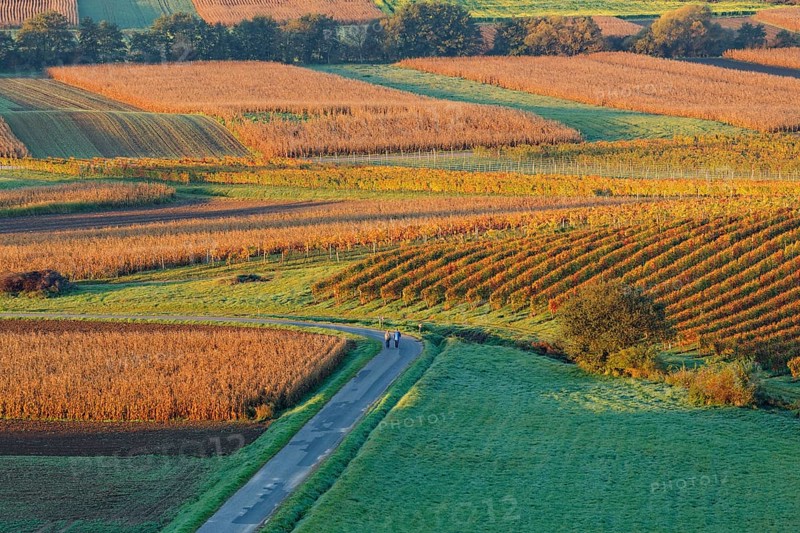 Vineyards in autumn