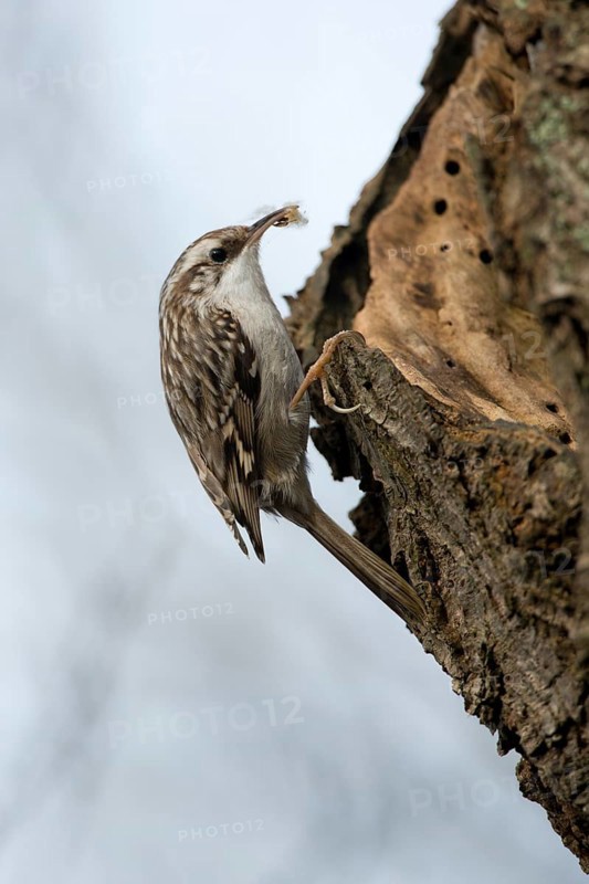 Short-toed Treecreeper (Certhia brachydactyla)