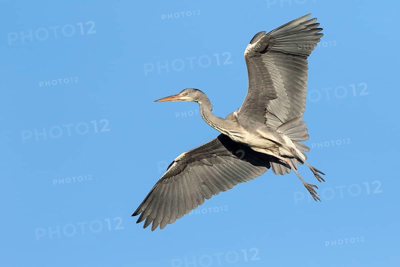 Grey Heron (Ardea cinerea) in flight