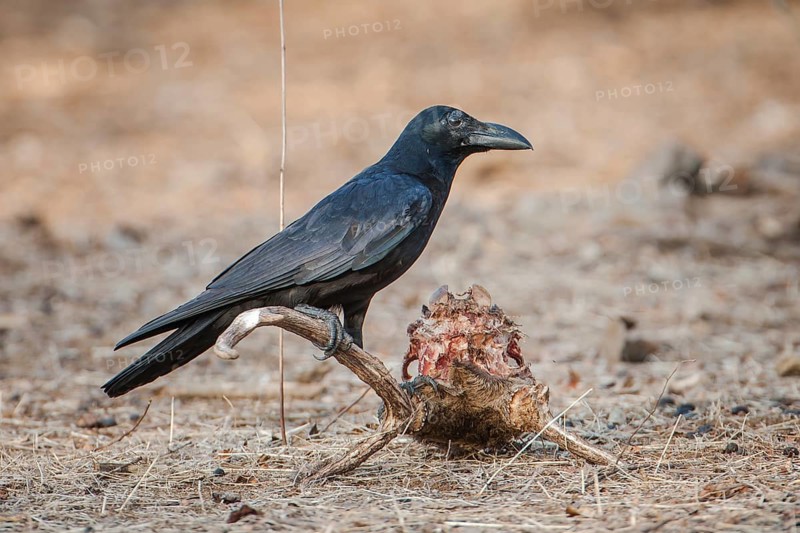 Carrion Crow (Corvus corone) on the skull of a Chital or Cheetal (Axis axis)