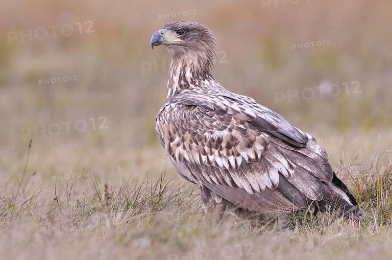 White-tailed Eagle (Haliaeetus albicilla) on an autumn meadow