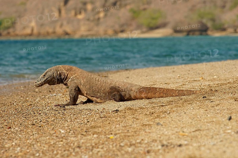 Komodo Dragon (Varanus komodoensis)