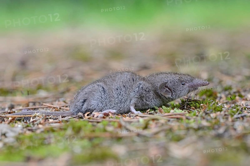 Lesser white-toothed shrew (Crocidura suaveolens)