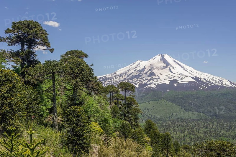 Monkey puzzle treess (Araucaria araucana) and Llaima volcano