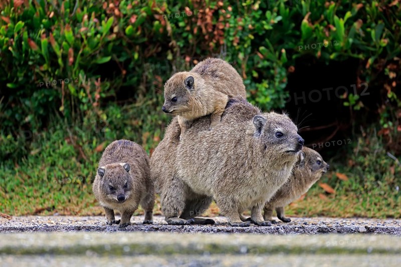 Rock Hyrax (Procavia capensis) adult female with three young
