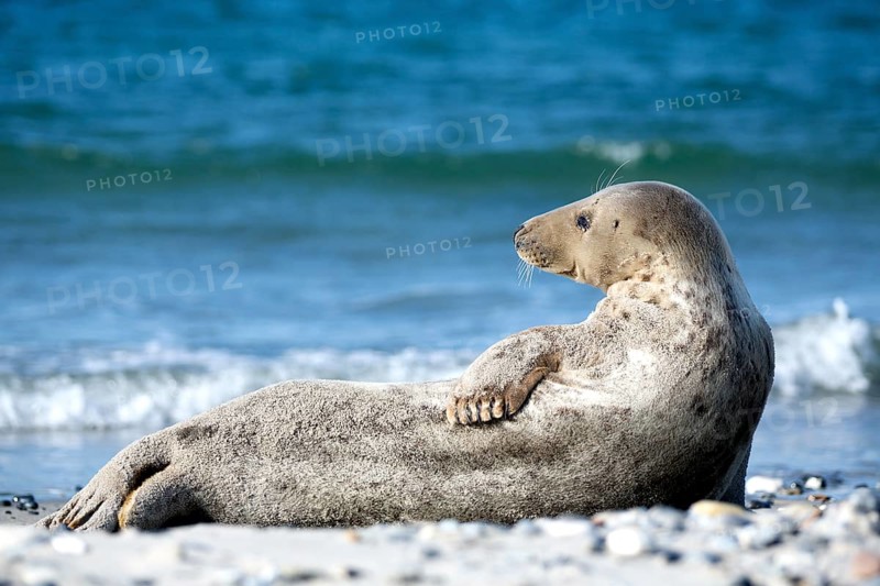 Grey Seal (Halichoerus grypus) on the beach