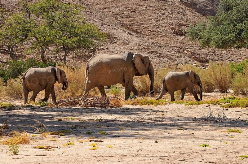 Group of the rare Namibian Desert Elephants (Loxodonta africana)