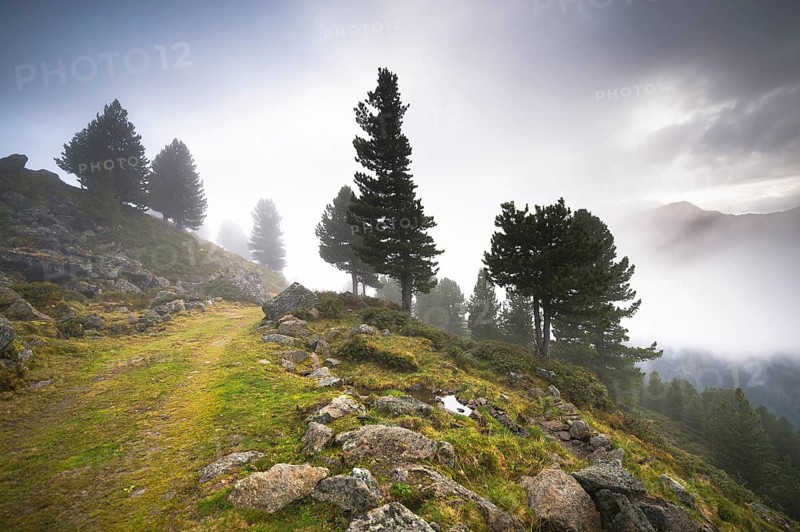 Overgrown trail on alpine mountain pasture