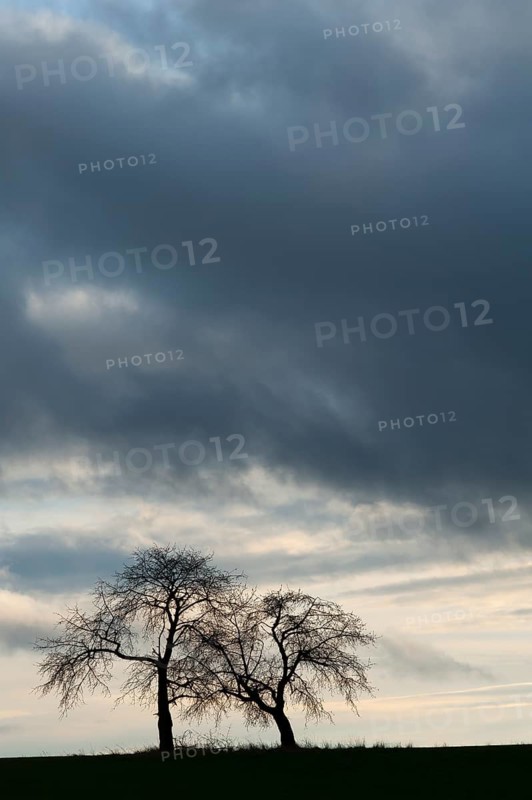 Bare fruit trees at dusk