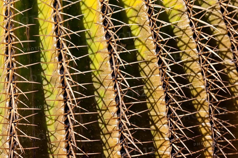 Golden Barrel Cactus (Echinocactus grusonii)
