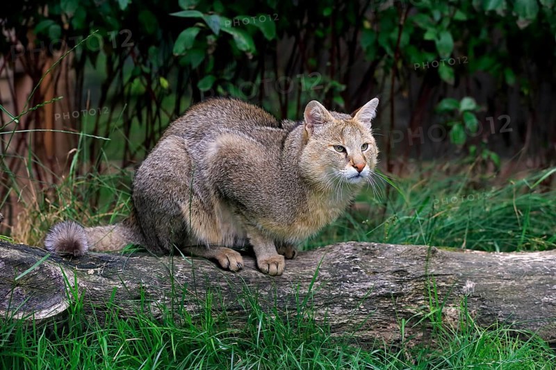 Jungle Cat (Felis chaus)