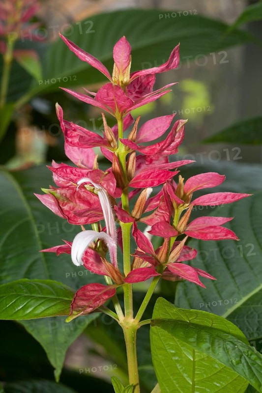 Red Justicia (Megaskepasma erythrochlamys)
