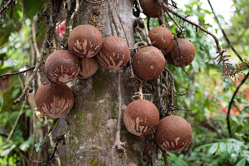 Fruits of the Cannonball Tree (Couroupita guianensi)